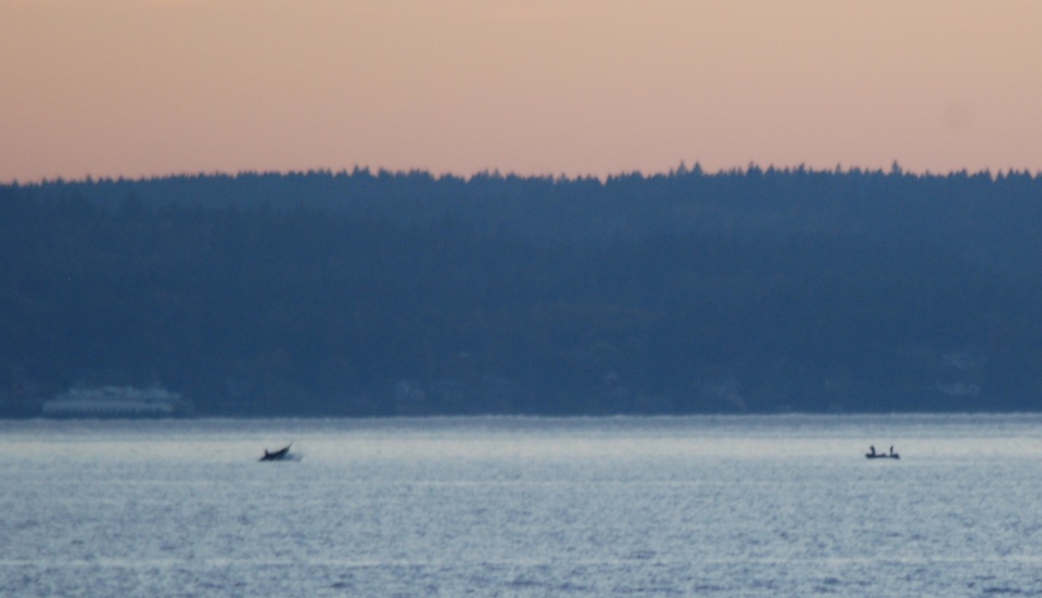 Puget Sound Whales off West Seattle