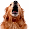 Barking-Dog-Report