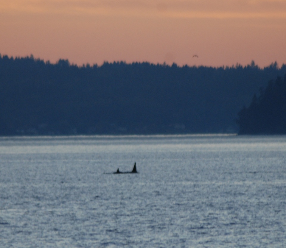 Whales off West Seattle