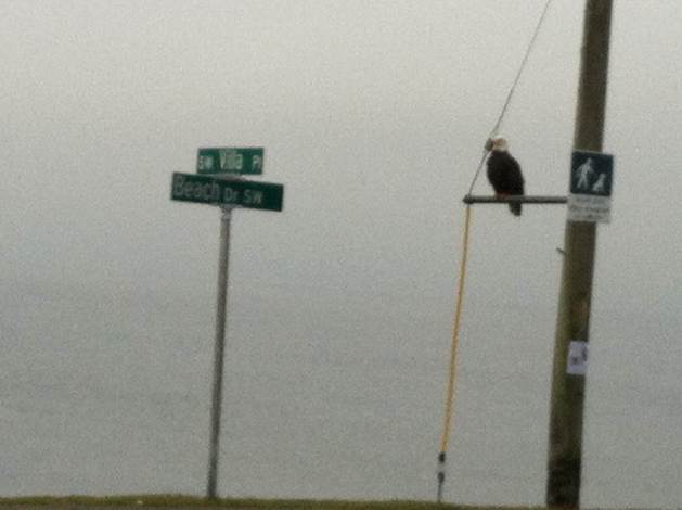 eagle on telephone pole